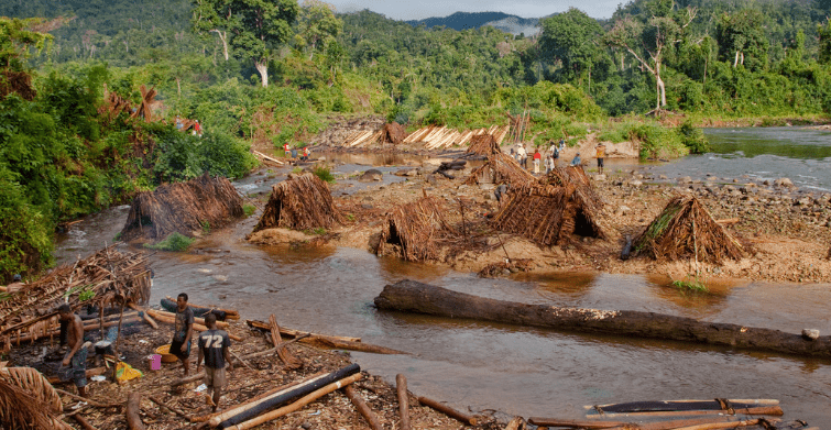 Illegal Rosewood Logging Madagascar